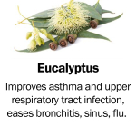 Eucalyptus
