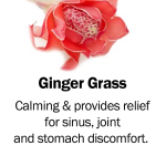 Ginger grass2
