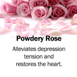Powdery Rose