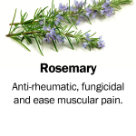 Rosemary