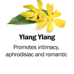 Ylang Ylang