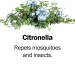 citronella