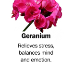 geranium