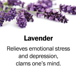 lavender