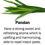 pandan2