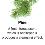 pine2
