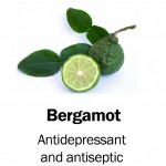 bergamot