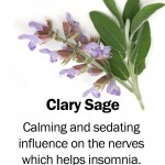 clary-sage
