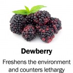 dewberry2