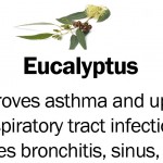 eucalyptus