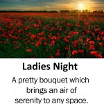 ladies-night