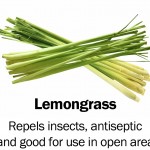 lemongrass
