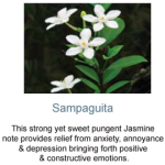 sampaguita
