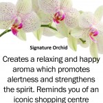 signature-orchid