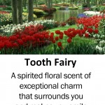 tooth-fairy