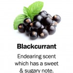 blackcurrant