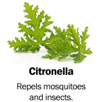citronella