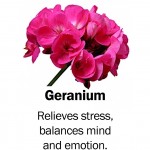 geranium
