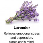 lavender