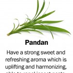 pandan2