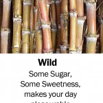 wildsugar